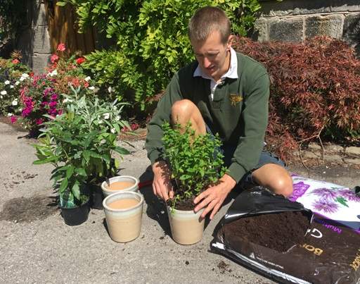 Growing herbs in pots